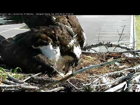 Hellgate Osprey Chick's First Feeding is a Family Affair (edited) – June 4, 2018