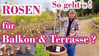 Rosen in Töpfen (Teil 4) -  für BALKON, TERRASSE & GARTEN