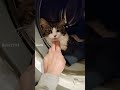 The Cat Is Hiding In The Washing Machine Funny Cat