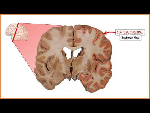 Introducción al cerebro, generalidades, anatomía básica...
