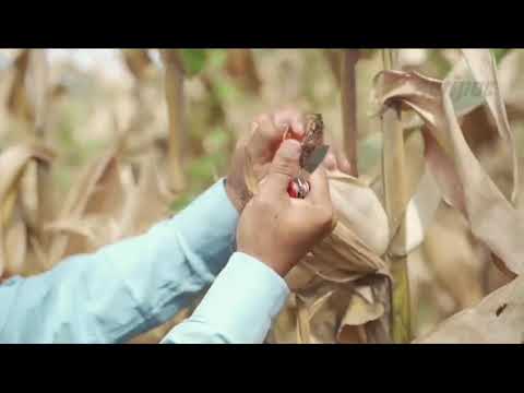 Entrega de semilla certificada de arroz 🌾 y maíz 🌽 a productores de Lomas de Sargentillo