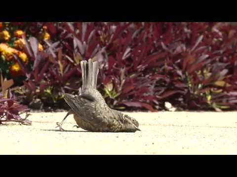 Bird Dies on Camera Never Before Seen Footage (Crazy)