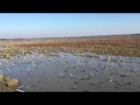 Duck traffic on Lake Lavon