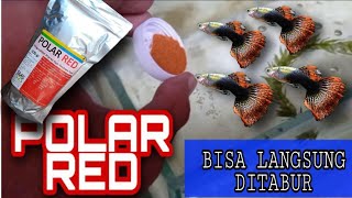 Download lagu POLAR RED FOR GUPPY FRY AND ADULT GUPPY FISH (by sprinkling) mp3 Download lagu POLAR RED FOR GUPPY FRY AND ADULT GUPPY FISH (by sprinkling) mp3