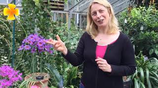 How and why do plants create colour Watch our Facebook live with CUBG Director Beverley Glover.