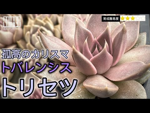 トルコユリ 植物