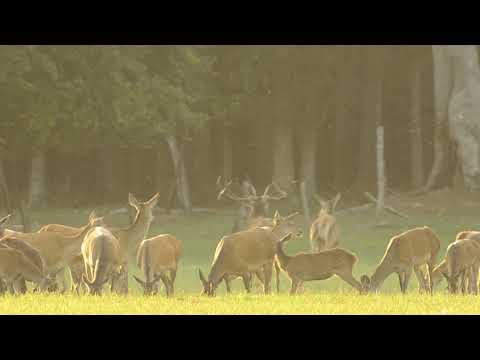 Brunft Hochbrunft 2018