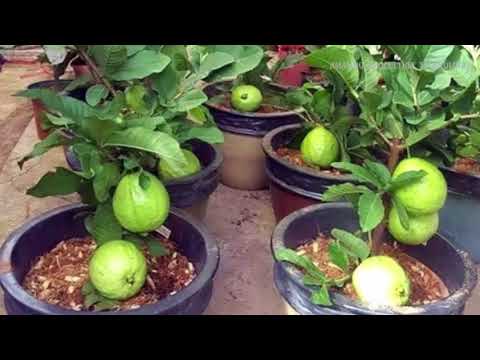 How to plant and grow guava fruit tree in a pot