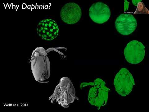 The Myth of "The" Mutation Rate with Professor Sarah Schaack, hosted by the Foster-Scholz Club