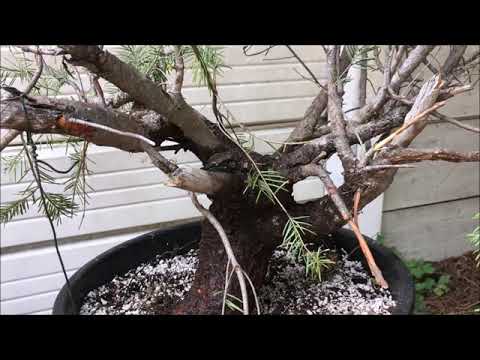 Collected Bonsai - Yamadori Bonsai