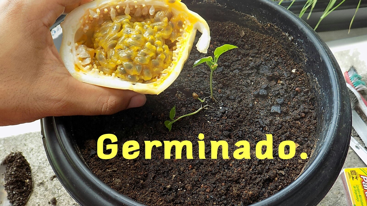 Germine Maracuja em Vaso!!! (super dica do Pano)