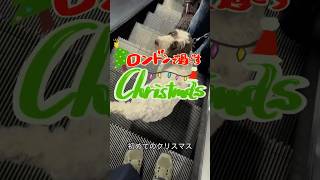 ロンドンで過ごす初めてのクリスマス🎅🎄🎀