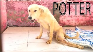 What happened to POTTER ? The Pakistani Street dog