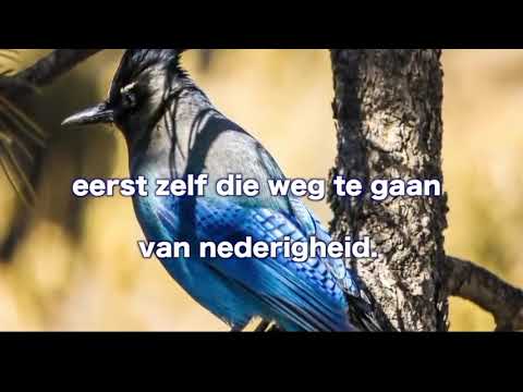 Opwekking 561 Hier aan uw voeten Heer