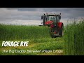 FORAGE RYE The Big Daddy Between Maize Crops