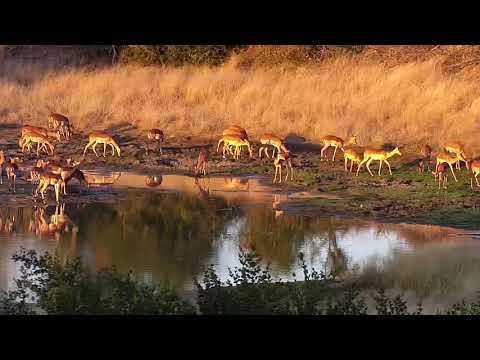 Djuma: Impala herd comes to the dam - 16:43 - 05/08/19