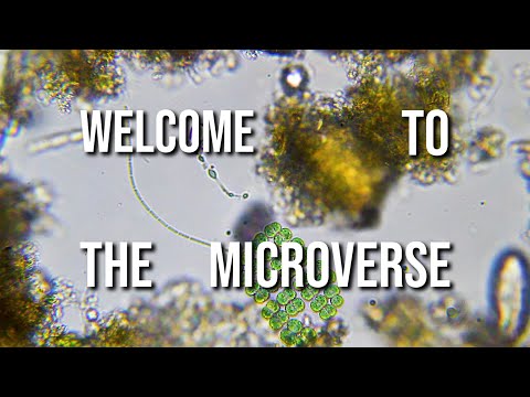 Intro to the Microverse