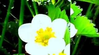 Nana Mouskouri Un beau matin à la fraîche