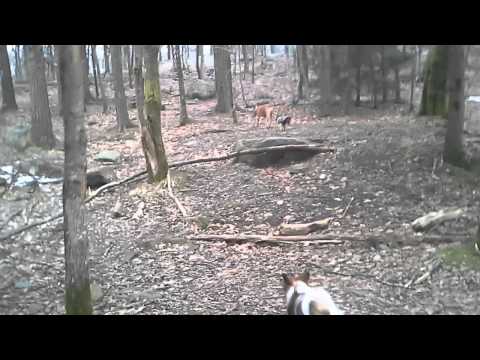 DoggieDog Dagis & Hundpensionat i Bohus, Ale(2)