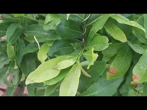 The problem of zinc plating for grafted branches after removing the wrapping | Net Viet #334