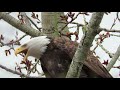 Bald Eagle Calling