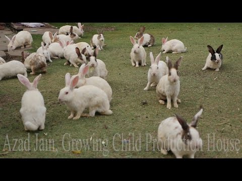 Cute Animal Rabbits as Pets Video | Rabbit Farming in India | Indian Rabbit | ढेर सारे खरगोश