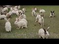 Cute Animal Rabbits As Pets Video Rabbit Farming In India Indian Rabbit ढेर सारे ख�