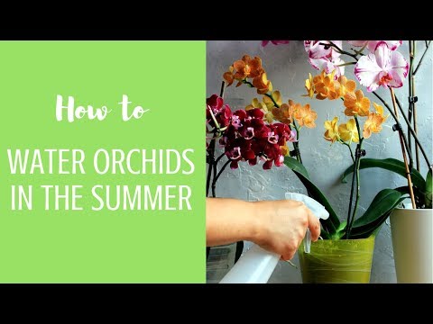 HOW TO CARE FOR ORCHIDS (PHALAENOPSIS) DURING SUMMER - GREAT TIPS ON GROWING ORCHIDS SUCCESSFULLY