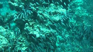 preview picture of video 'Lion Fishes - Snorkeling @ Surin Islands National Park Thailand'
