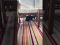 Vino Goes Cuckoo With Lid!! #cat #cute #funny 😼🤪