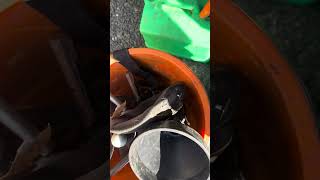 Preview of Drain unblocking (Cut the snake’s head ).