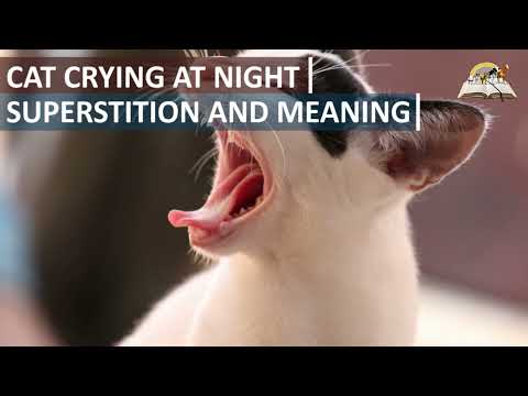 CAT CRYING AT NIGHT Superstition and Meaning - Symbolism and Message