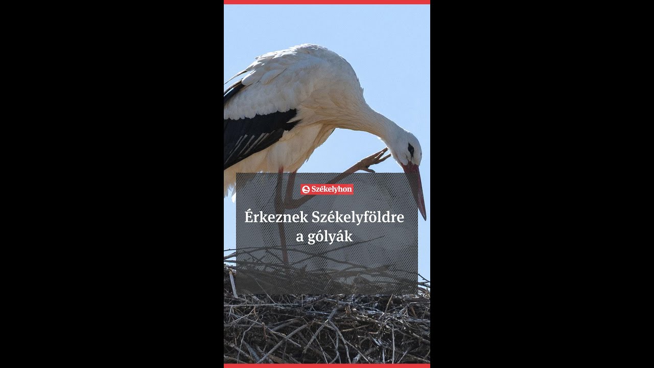 Egyre több gólya veszi birtokba fészkét Alcsíkon