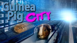 Guinea Pig City - Ultimate Cage Upgrade!