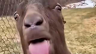 Download lagu Blsh blah blah 🐐😂 #shorts #funny #goat #blah mp3