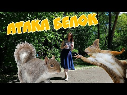 Нашествие белок Благовещенск