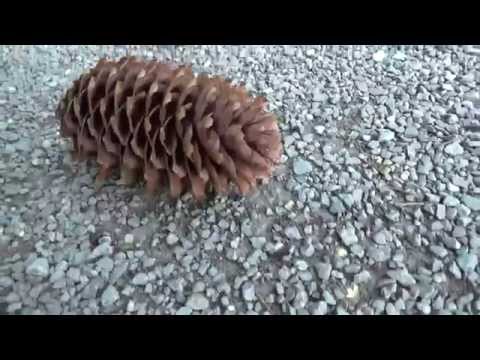 Learn Lithuanian Lesson 13 Pinecone