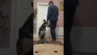 look after the dog please