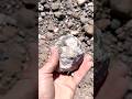 Finding Thunder Eggs! #thundereggs #thunderegg #arizona #thunder #cuttingthundereggs #whatsinside