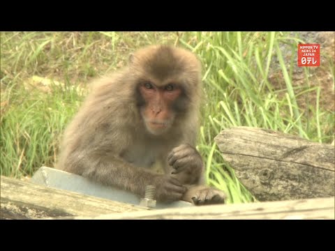 70 monkeys escape their pen again