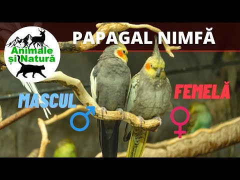, title : 'Ingrijirea și sexarea papagalilor nimfă: Un GHID COMPLET!!!'