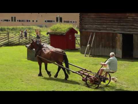 Slåttadag på Sverresborg
