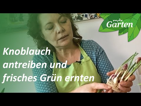 , title : 'Knoblauch treiben lassen und Knoblauchgrün ernten | MDR THÜRINGEN - Das Radio'