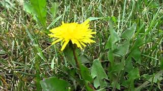 Dandelions Dream Big