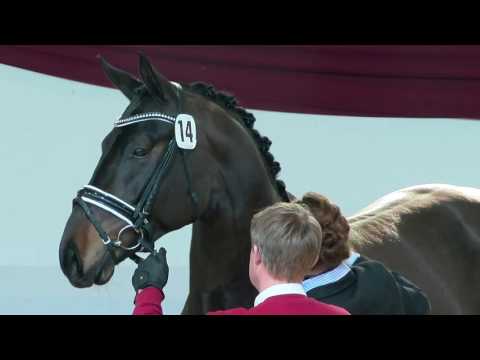 Dressursieger | Desperados x Diamond Hit | Hengsttage Deutsches Sportpferd | 2017