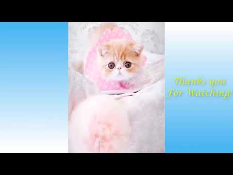 Funny and Cute Cat's Life 👯😺 Cats and Owners are the best friends Videos love for animal
