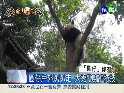 圓仔戶外爬樹嗨翻 保育員皮皮剉