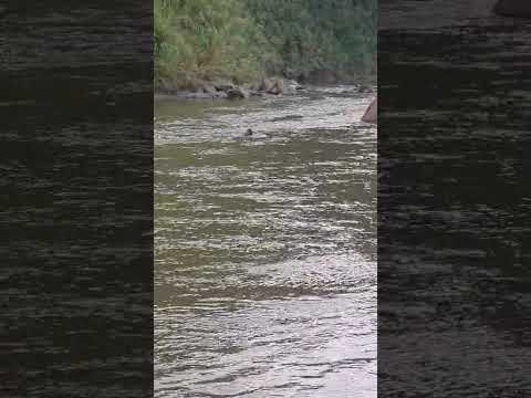 Pescando y cruzando el Rio Nare en Alejandria | Antioquia, Colombia | Brycon Fishing