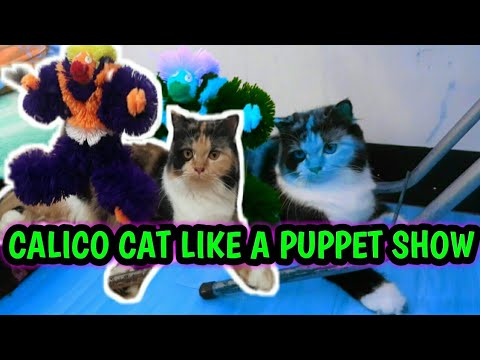 Cat Loves a Puppet Show #catfunnyvideo #catlover