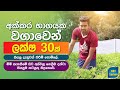 Protected Cultivation Chilli Cultivation Protected Culture MAhesh මිරිස් වගාව